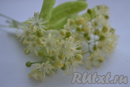 Цветки липы аккуратно оторвать от зеленых веточек.
