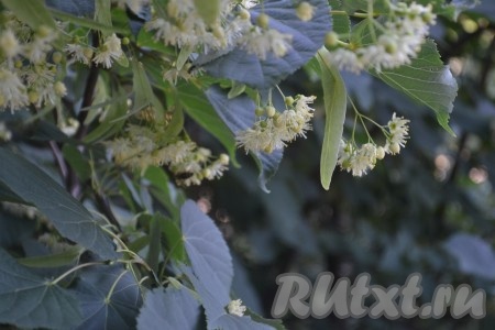 Цветы липы лучше собирать в экологически чистом районе.
