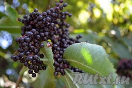 Для этого варенья лучше брать спелые ягоды, собранные в экологически чистом районе.