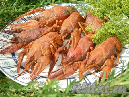 Как варить раков с укропом