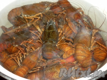 Кастрюлю с водой отправить на огонь и довести до кипения. В кипящую воду выложить подготовленных раков. Добавить соль по вкусу. Вареные раки любят соль, поэтому сыпем, не жалея. На такое количество раков я добавляю одну столовую ложку соли с горкой, можно даже и больше - из расчёта одна столовая ложка соли на один литр воды, но это по Вашим вкусовым предпочтениям.&nbsp;
