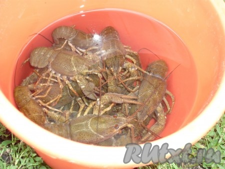 Перед тем как варить раков, их нужно хорошо вымыть, желательно в нескольких водах.&nbsp;
