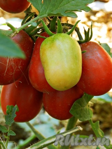 Помидоры для этого рецепта лучше взять мелкие, с плотной кожицей.
