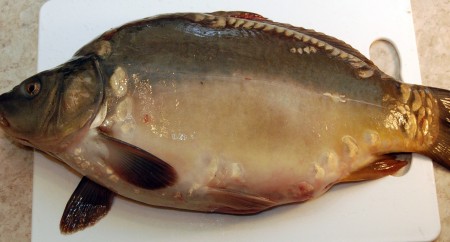 Вот такой у нас карп.