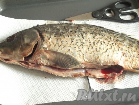 Карпа почистить, удалить жабры, глаза и все внутренности. Хорошо промыть под проточной холодной водой и поместить на бумажные полотенца, чтобы убрать лишнюю жидкость.
