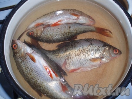 Рыбу почистить, хорошо промыть. Сложить рыбу в кастрюлю, залить холодной водой, поставить на огонь.