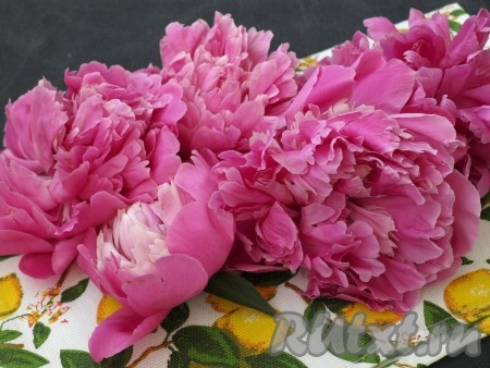 У меня были розовые пионы, самые распространённые в наших краях.
