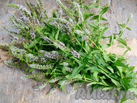 Пучок мяты промойте под холодной проточной водой.