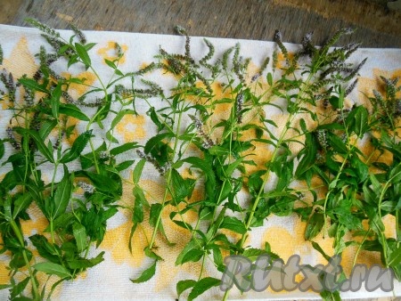 Затем разложите веточки мяты на полотенце, оставьте так на 5-7 минут.