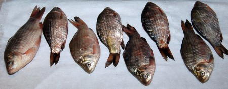 Вот такие карасики попались мне.
