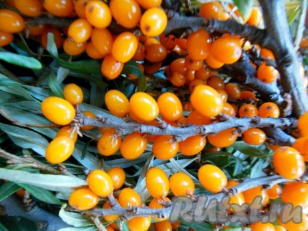 Я купила на веточках достаточно крупную ягодку.
