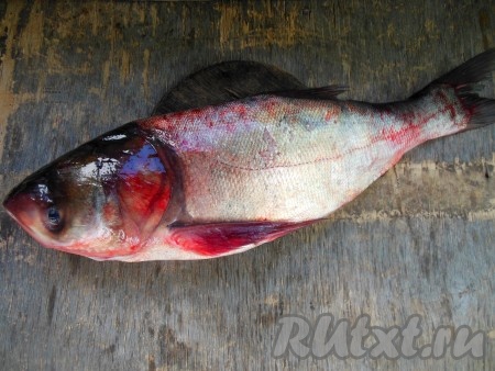 Для приготовления котлет я использовала свежевыловленного толстолобика весом около 2 кг. Если будете готовить из замороженной рыбы, то предварительно разморозьте её.