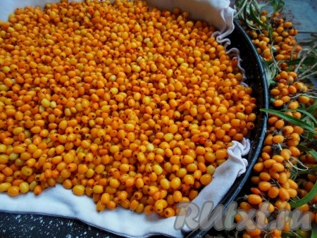 Как только с облепихи стечет вода, выложите ягоды тонким слоем на чистую ткань или полотенце и оставьте на 30-40 минут, чтобы ягодки обсохли.