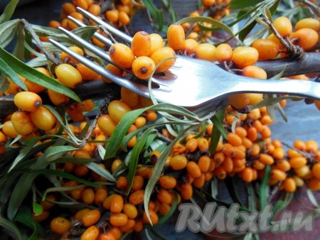 Для быстроты обрывания ягод с ветки, я нашла отличный для себя способ. Сам черенок, который держит ягодку, - короткий, поэтому подденьте его при помощи вилки. Ягодки легко отрываются, и сразу не одна, а сколько захватили. Такой способ обрывания ягод не подойдет, если облепиха мягкая и переспелая, тогда обрывать необходимо только руками.
