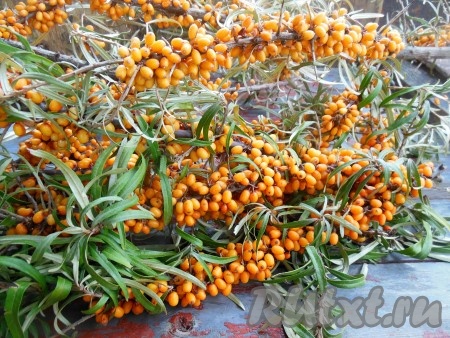 Для заготовки можно взять облепиху на ветках.
