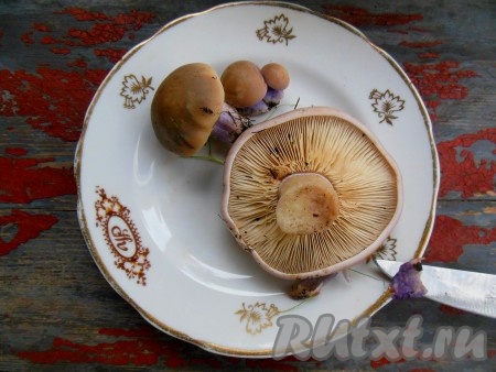 Синеножки очистите, для этого достаточно ножом соскрести фиолетовую часть у ножки. Шляпку чистить не надо.
