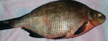 Приготовить свежего леща.