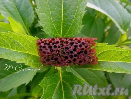 А вот как выглядит "Бабка Нягрэ" в разрезе - очень красивая текстура.
