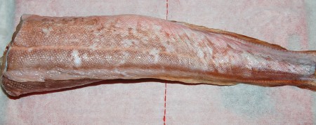 Вот так выглядит конгрио.