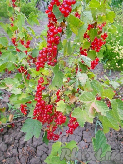 Я рекомендую замораживать красную смородину вместе с веточками. По желанию, можете оборвать ягодки перед заморозкой, но это, скажу я вам, кропотливая робота, а замороженные ягоды очень быстро отделяются от веточек. У меня домашняя красная смородина.
