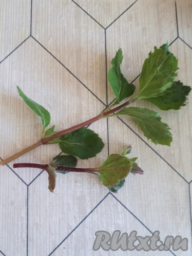 Веточки мяты хорошенько промыть и обсушить.