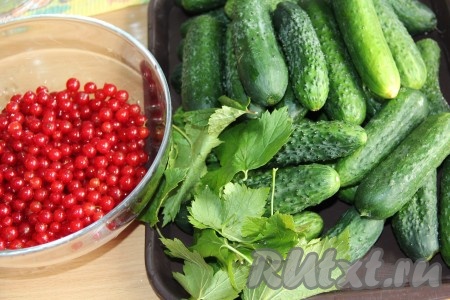 Залить огурцы холодной водой и оставить, примерно, на 3-5 часов, затем огурчики хорошо вымыть, обрезать у них кончики с двух сторон. Листья смородины вымыть. Ягоды красной смородины вымыть, перебрать, отделить от веточек (я оставила пару веточек для красоты).