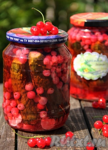 Солёные огурцы, приготовленные с красной смородиной, получаются вкусными, хрустящими, зимой они станут отличной холодной закуской или дополнением к различным блюдам.
