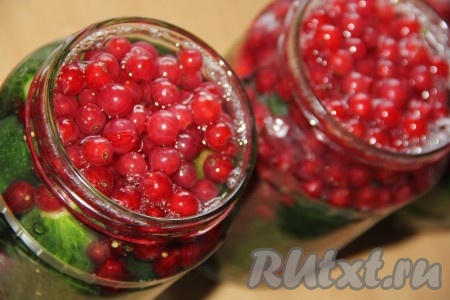 Банки с огурцами и красной смородиной залить до самого верха горячим рассолом.
