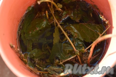 Заварим мяту в 150 мл крутого кипятка. Накроем кружку с мятой и дадим ей настояться, примерно, в течение 10 минут. Вместо мяты можно взять любое лекарственное растение, помогающее от кашля или снимающее боль в горле: липу, шалфей, мелису и т.д.