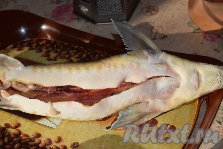 Выпотрошим осетра, разрезав брюшко и удалив внутренности. Промоем потрошёную рыбу и обсушим бумажными полотенцами. В самом центре по брюшку рыбы располагается визига - хрящ, который во время запекания может скручиваться, придавая рыбе изгибистую форму. Для того чтобы рыба не деформировалась, удаляем визигу (для этого делаем надрез у головы и у хвоста и вытягиваем визигу).
