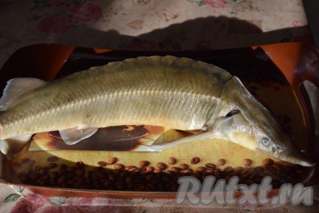 Тушку осетра промоем в горячей воде. Осётр имеет много слизи, расположенной на поверхности кожицы, горячая вода поможет смыть основное её количество, но не всю. Поэтому перед готовкой запаситесь бумажными полотенцами, чтобы обтирать рыбу от выступающей слизи.