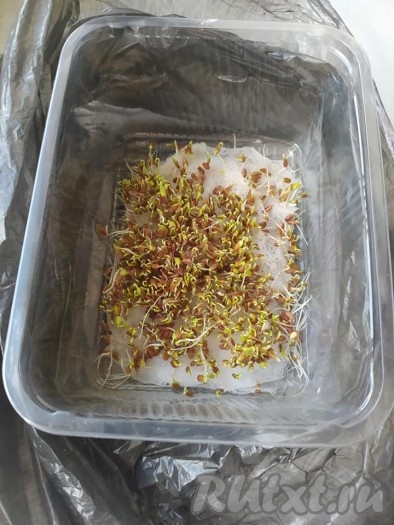 Семена должны "проклюнуться". Если этого не произошло, значит эти семена не подходят для проращивания. Накройте и оставьте семена снова на 2 суток. Через 2 суток увлажните ещё раз марлю (или бинт), подлив ещё 2-3 столовых ложек воды к семенам. Так подливайте воду через каждые 2 суток. На 5-7 день, семена прорастут, и вы уже можете вынимать часть проросших семян и использовать их, промывая под струёй воды.