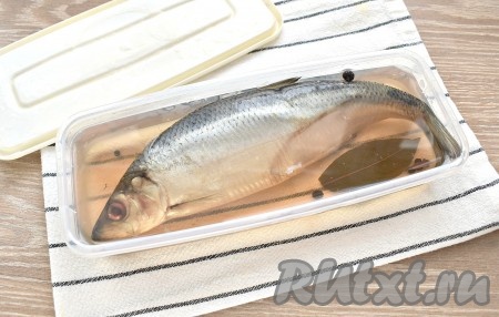 Контейнер накрываем крышкой и убираем селёдку в холодильник. Солим её двое суток. Утром и вечером желательно рыбку переворачивать.