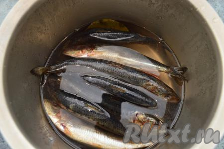 Когда рассол будет готов (полностью растворятся соль и сахар), снять его с огня, накрыть крышкой и остудить до комнатной температуры (или хотя бы до 40 градусов). В кастрюлю с остывшим рассолом выложить иваси целиком (рыба должна быть полностью в рассоле), накрыть крышкой и отправить в холодильник на двое суток. После первых суток можно рыбку перевернуть в рассоле.