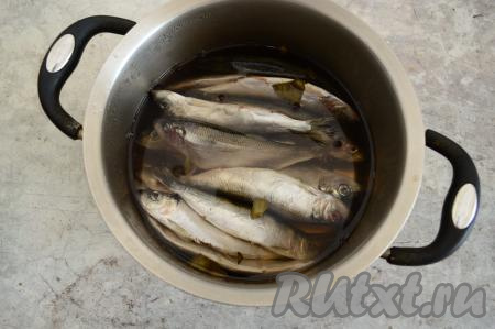 В остывший рассол выложить салаку (рыба должна быть полностью покрыта рассолом), накрыть крышкой и убрать в холодильник на сутки.