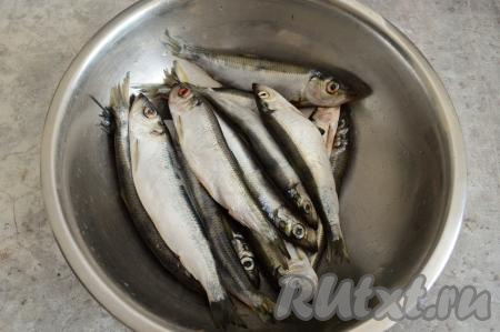 Разморозившуюся салаку промыть водой. Солить её будем целиком, не удаляя внутренности. 