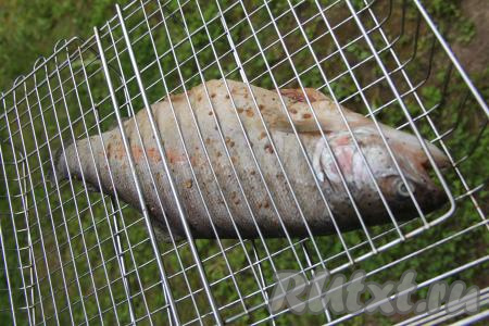 Подготовленную тушку форели выложить на решётку.