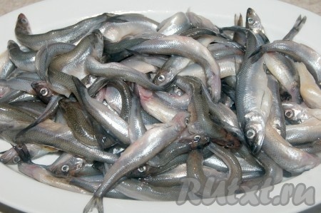 Теперь займемся корюшкой. Я ее просто тщательно промываю под струей холодной проточной воды. Чешуя не чистится (там чешуя, как кожа), внутренности не вычищаются (их там и нет). Голова, хвост и плавнички остаются нетронутыми (они очень мягкие по своей структуре).