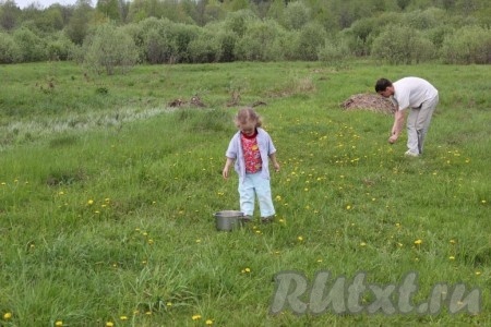 Одуванчики нужно собирать в сухую солнечную погоду.