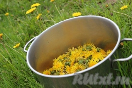 Желательно отрывать цветки под самые чашелистики, а для некоторых видов варенья из одуванчиков собираются только желтые лепестки.