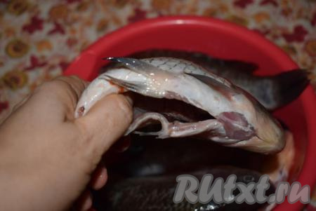 Начинаем потрошить, разрезая брюшко и удаляя из него внутренности.