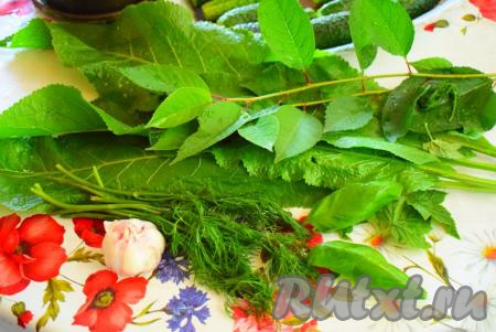 Укроп, листья хрена, черной&nbsp;смородины и вишни моем, даем стечь воде. Очищаем зубчики чеснока.