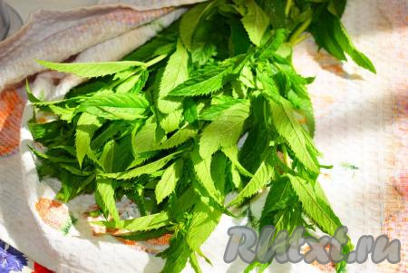 Свежую мяту перебираем, промываем под холодной проточной водой, обсушиваем при помощи полотенца.