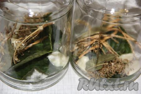 Банки для ассорти (я взяла 3 банки объёмом по 900 миллилитров)&nbsp;простерилизовать любым удобным для вас способом. На дно каждой банки выложить&nbsp;2 очищенных зубчика чеснока, зонтик укропа, лавровый листик, листочек смородины, 5 горошин чёрного перца и 1 горошинку душистого перца.