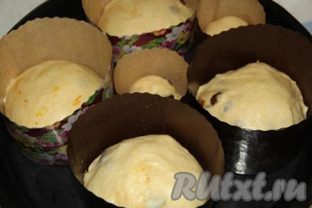 Подмешать изюм и цедру в тесто. Тесто разложить по формам (я использовала бумажные формы), заполняя их на 1/3 объёма. Оставить тесто в формах, накрыв полотенцем, на 1-1,5 часа в тепле.