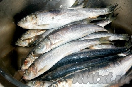 Приготовить свежую салаку (если рыбка замороженная, то её предварительно надо разморозить).
