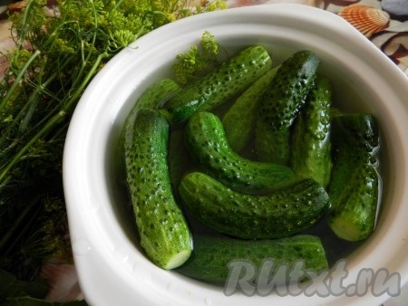 В отдельной ёмкости вскипятить воду с солью и дать немного рассолу провариться (до полного растворения соли). Снять рассол с огня и дать остыть минут 8-10. Затем горячим рассолом залить огурцы в кастрюле. Положить сверху тарелку и поставить груз (например, литровую банку с водой), чтобы все огурчики находились в рассоле. Оставить при комнатной температуре на 1 сутки. Затем убрать малосольные огурцы в холодильник (дать им хорошо охладиться).
