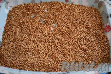 Далее высыпаем гречку на поднос и тщательно перебираем крупу, убирая мусор и тёмные зёрнышки.