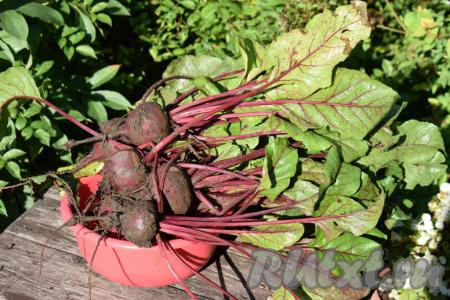 У свеклы удаляем листья и длинные хвостики.