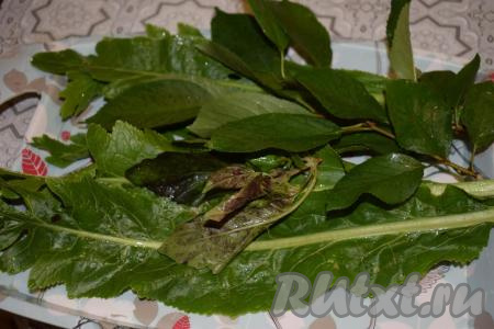 Моем листья хрена, вишни и веточку базилика.